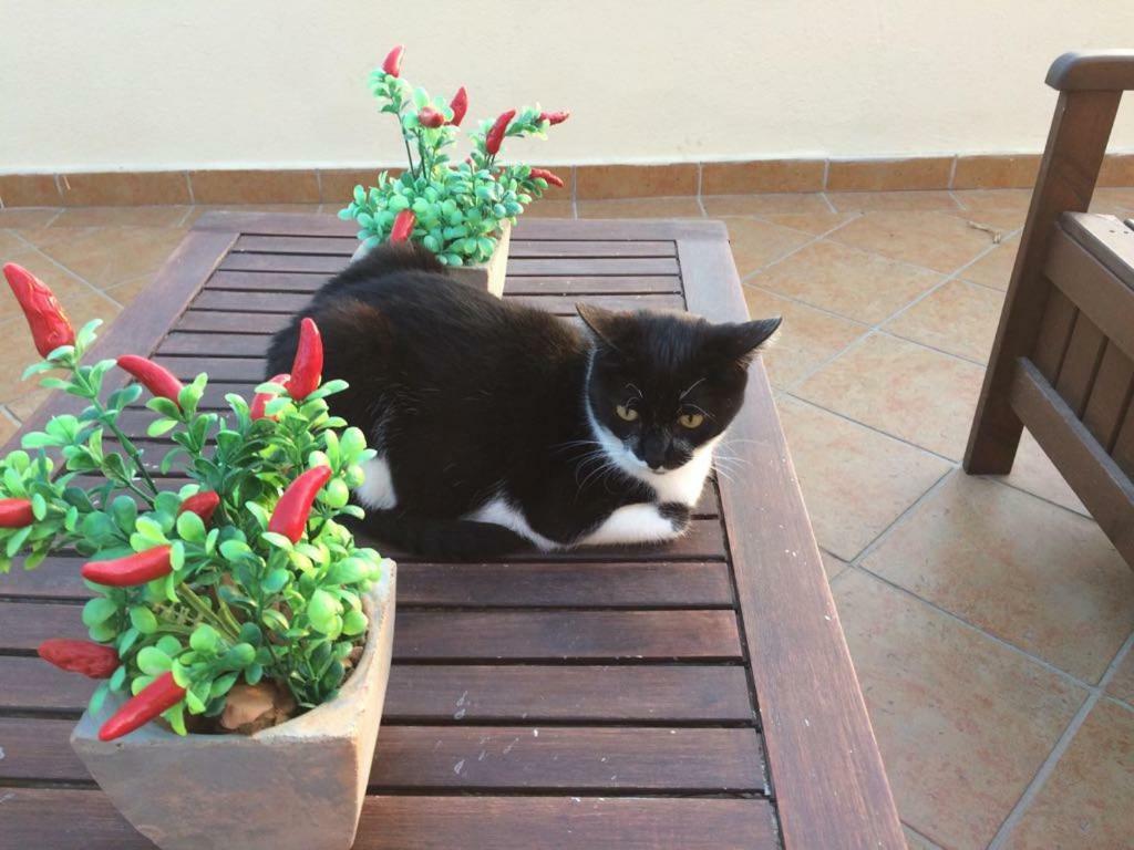 B&B Villa Sul Golfo Quartu Sant'Elena Bagian luar foto